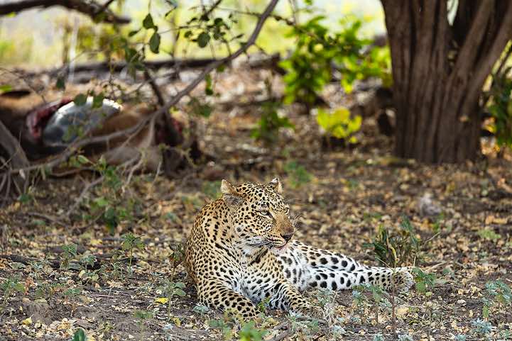 Leopard (Panthera pardus), South Luangwa National Park