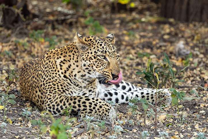 Leopard (Panthera pardus) with tongue out, South Luangwa National Park
