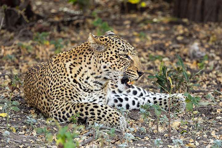 Leopard (Panthera pardus) shows its teeth, South Luangwa National Park