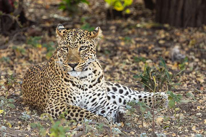 Leopard (Panthera pardus), South Luangwa National Park