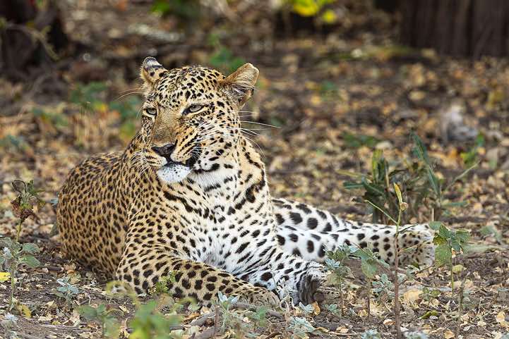 Leopard (Panthera pardus), South Luangwa National Park