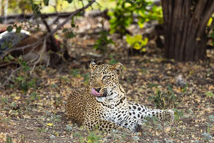 Leopard (Panthera pardus) with tongue out, South Luangwa National Park