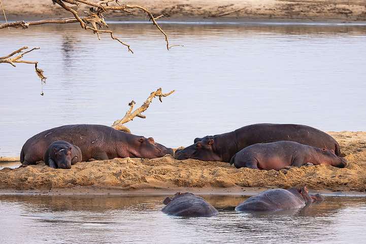 Resting Hippos (Hippopotamus amphibius) on a sandbank, South Luangwa National Park