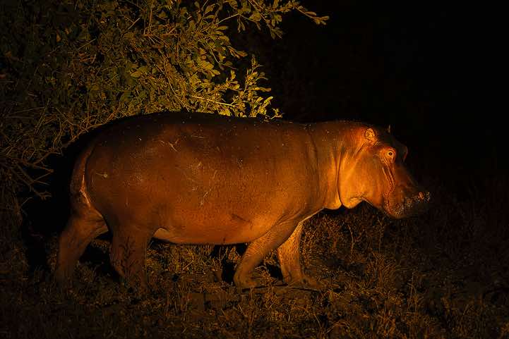 Hippo (Hippopotamus amphibius), seen at night, South Luangwa National Park