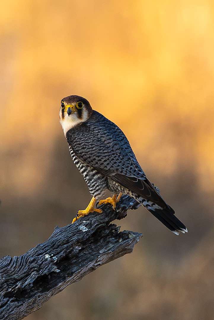 Red-necked Falcon (Falco chicquera), South Luangwa National Park