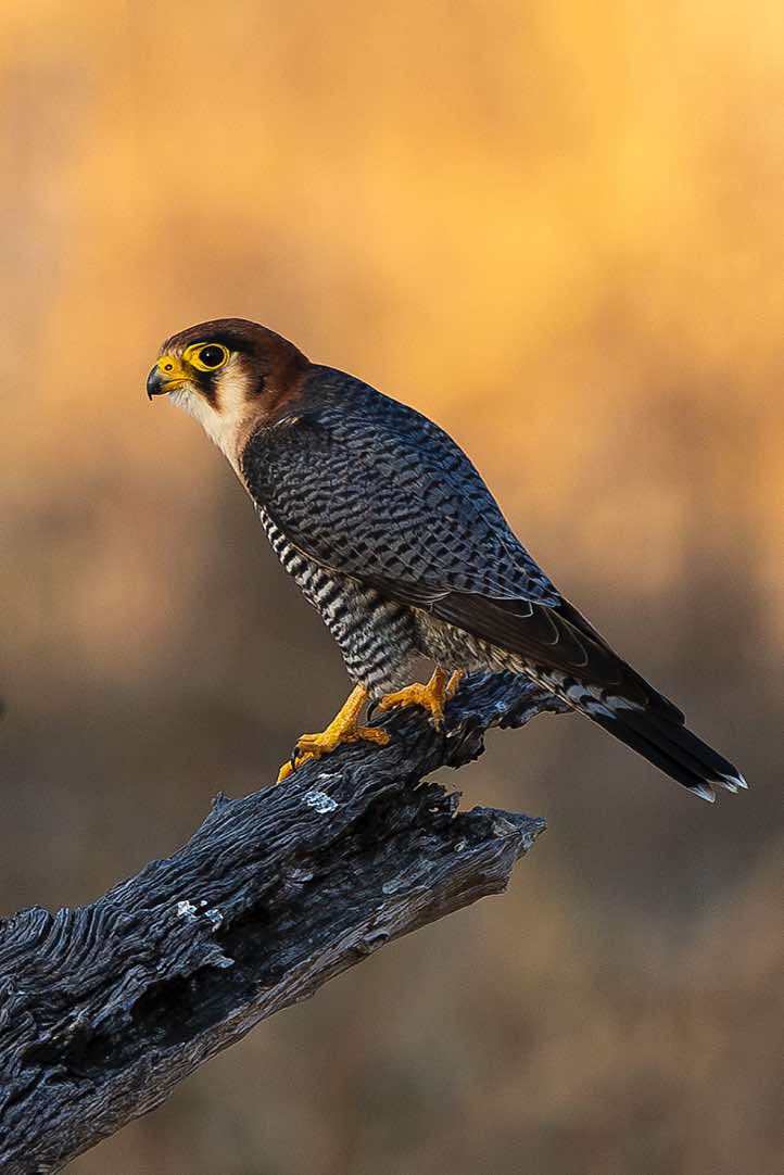 Red-necked Falcon (Falco chicquera), South Luangwa National Park