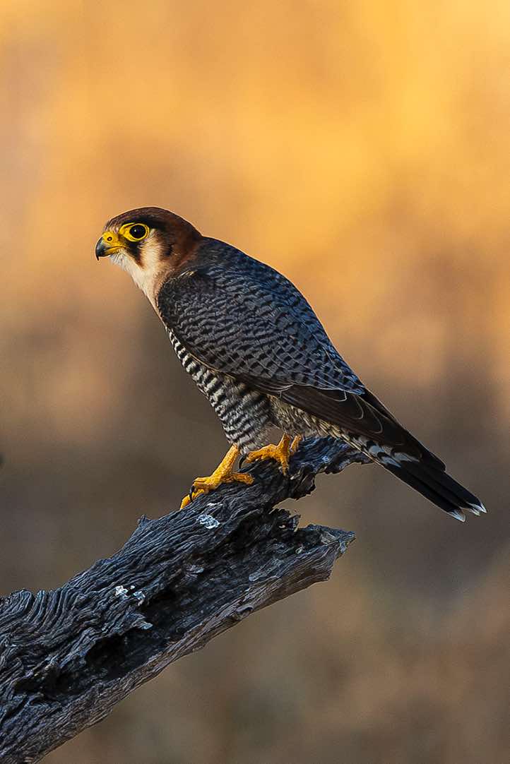 Red-necked Falcon (Falco chicquera), South Luangwa National Park