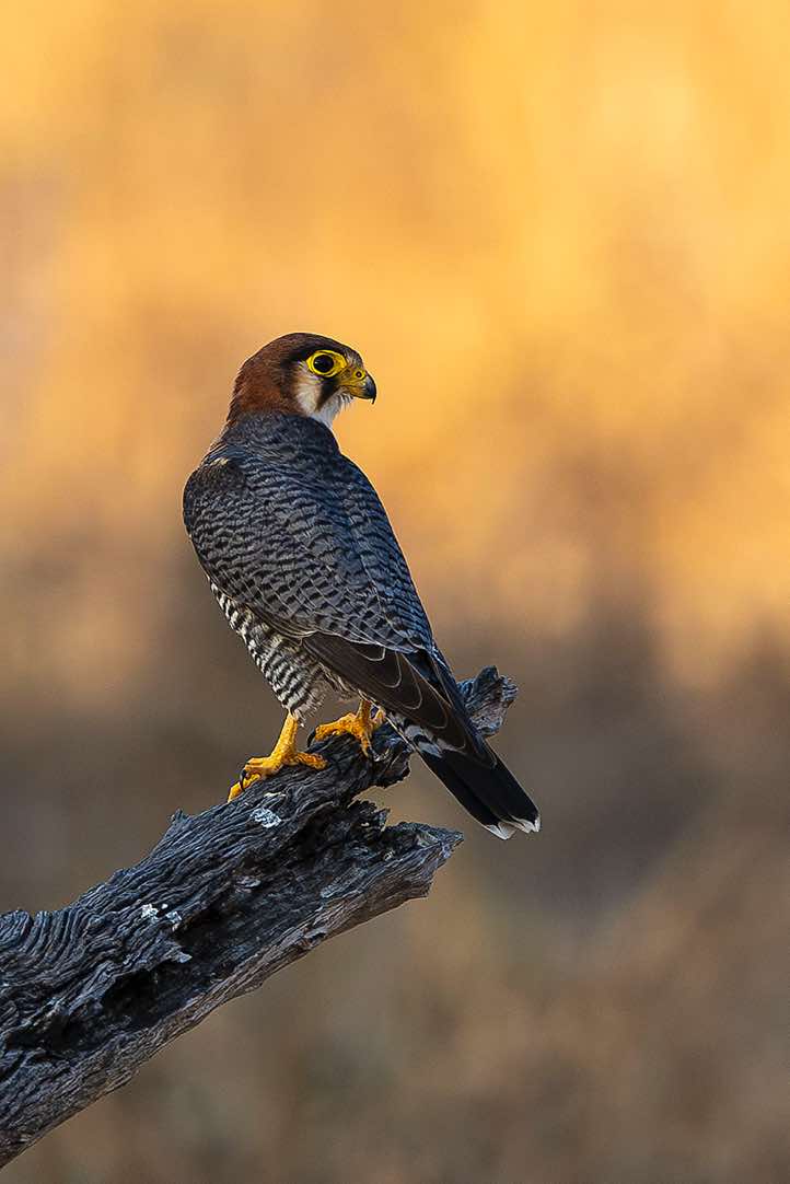 Red-necked Falcon (Falco chicquera), South Luangwa National Park