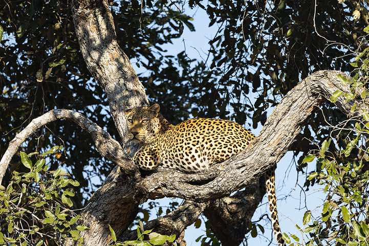 Leopard (Panthera pardus) on a tree, South Luangwa National Park