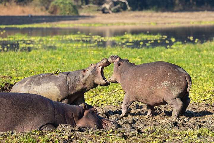 Fighting young Hippos (Hippopotamus amphibius), South Luangwa National Park