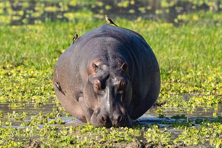 Grazing Hippo (Hippopotamus amphibius) with Red-billed Oxpeckers (Buphagus Erythrorhynchus) sitting on top, South Luangwa National Park