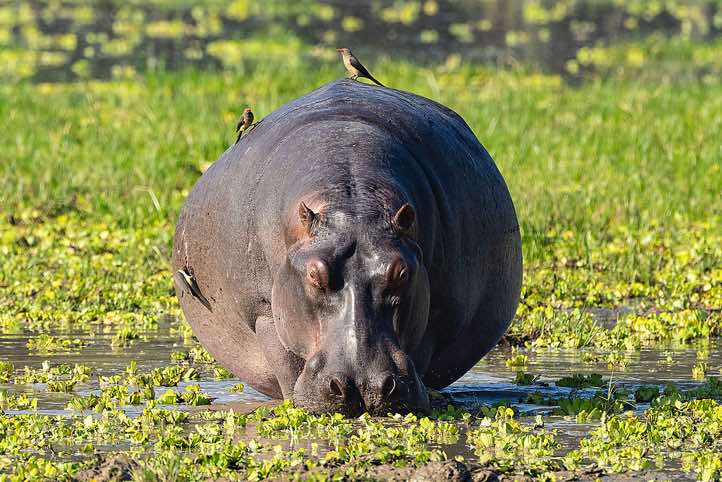 Grazing Hippo (Hippopotamus amphibius) with Red-billed Oxpeckers (Buphagus Erythrorhynchus) sitting on top, South Luangwa National Park