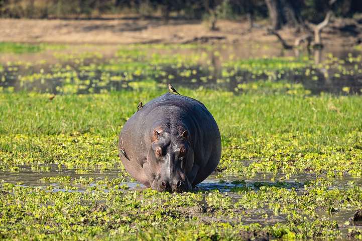 Grazing Hippo (Hippopotamus amphibius) with Red-billed Oxpeckers (Buphagus Erythrorhynchus) sitting on top, South Luangwa National Park
