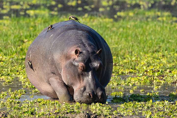 Grazing Hippo (Hippopotamus amphibius) with Red-billed Oxpeckers (Buphagus Erythrorhynchus) sitting on top, South Luangwa National Park