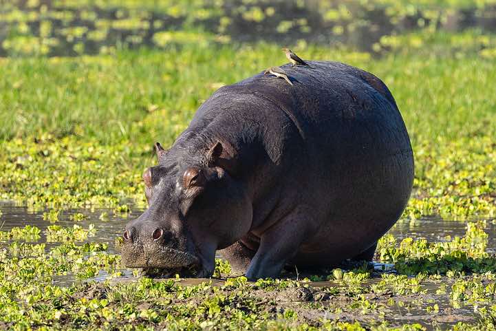 Grazing Hippo (Hippopotamus amphibius) with Red-billed Oxpeckers (Buphagus Erythrorhynchus) sitting on top, South Luangwa National Park