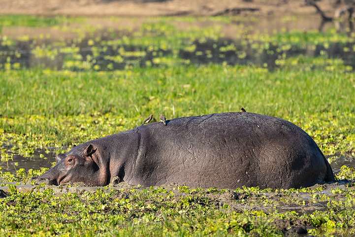 Resting Hippo (Hippopotamus amphibius), South Luangwa National Park