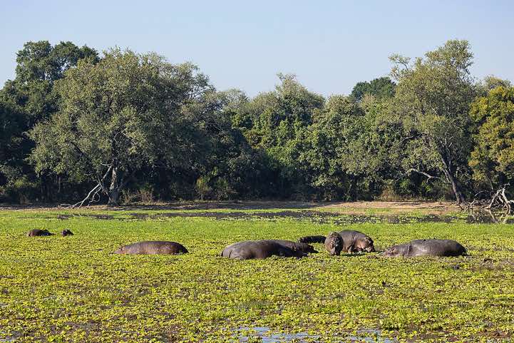 Group of Hippos (Hippopotamus amphibius), South Luangwa National Park