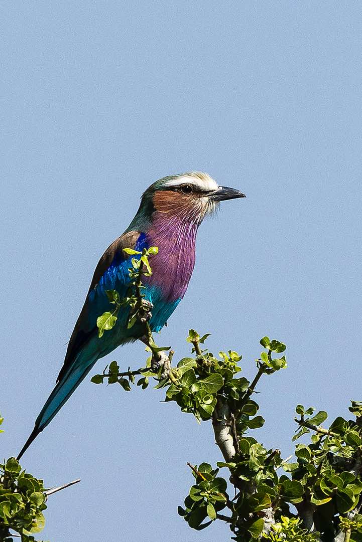 Lilac-breasted Roller (Coracias caudatus), South Luangwa National Park