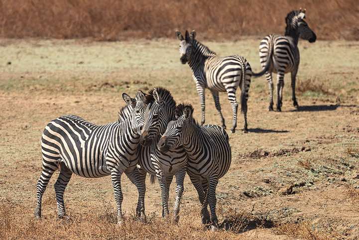 Crawshay's Zebra (Equus quagga crawshayi), South Luangwa National Park