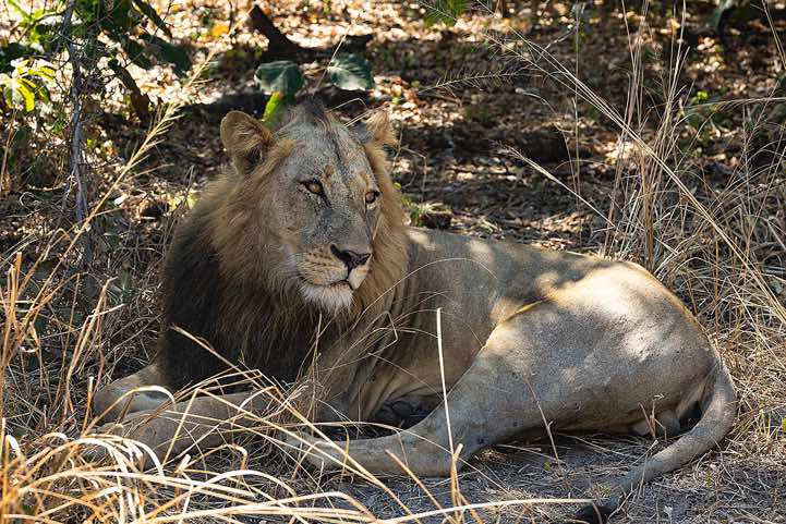 Male Lion (Panthera leo), South Luangwa National Park