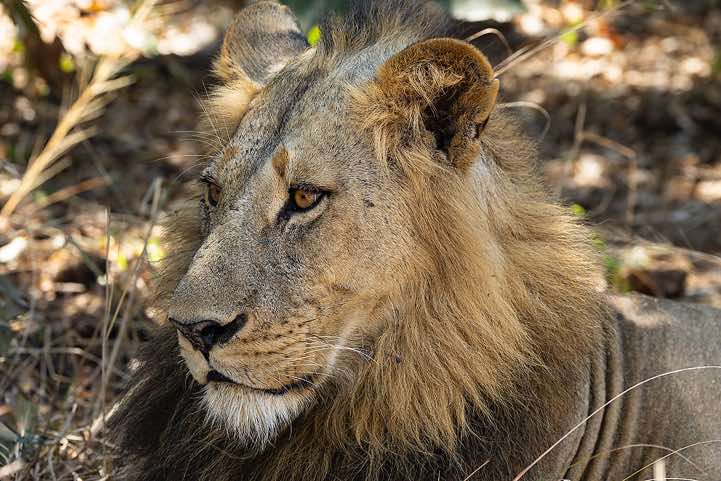 Male Lion (Panthera leo), South Luangwa National Park