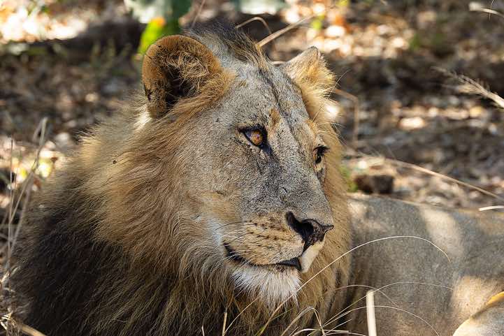 Male Lion (Panthera leo), South Luangwa National Park