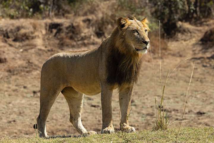 Male Lion (Panthera leo) standing alert, South Luangwa National Park