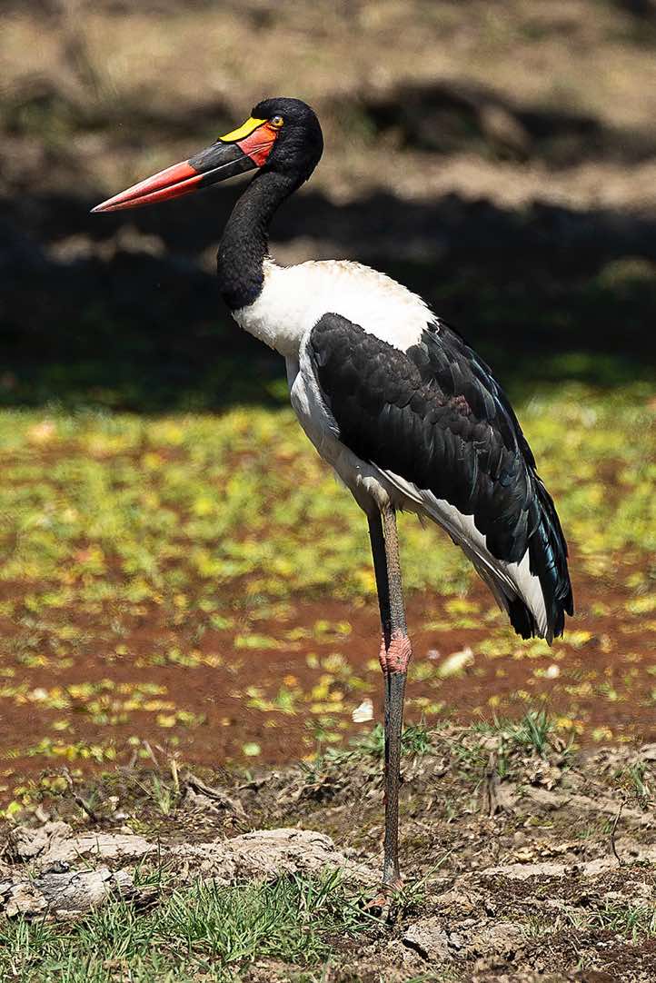 Saddle-billed Stork (Ephippiorhynchus senegalensis), Luambe National Park