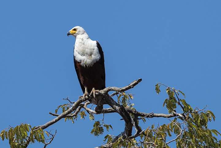 African Fish Eagle (Haliaeetus vocifer), South Luangwa National Park