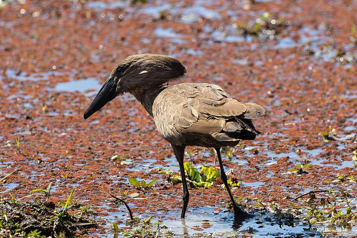Hamerkop (Scopus umbretta), South Luangwa National Park