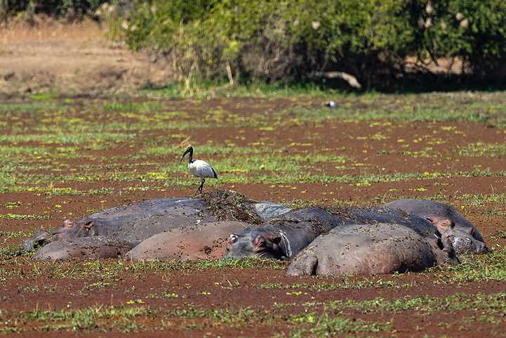 Hippos (Hippopotamus amphibius) with African Sacred Ibis (Threskiornis aethiopicus), South Luangwa National Park