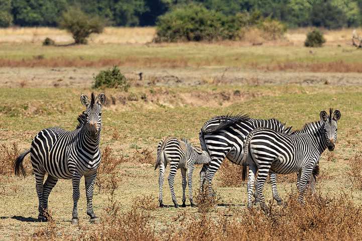 Crawshay's Zebra (Equus quagga crawshayi), South Luangwa National Park