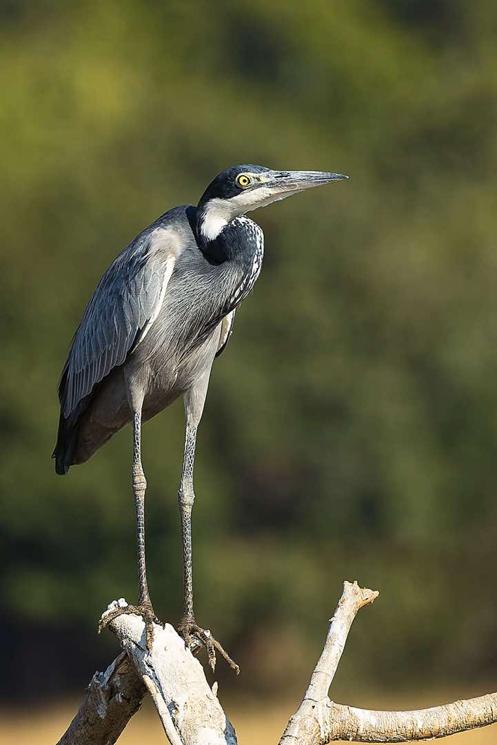 Black-headed Heron (Ardea melanocephala), South Luangwa National Park