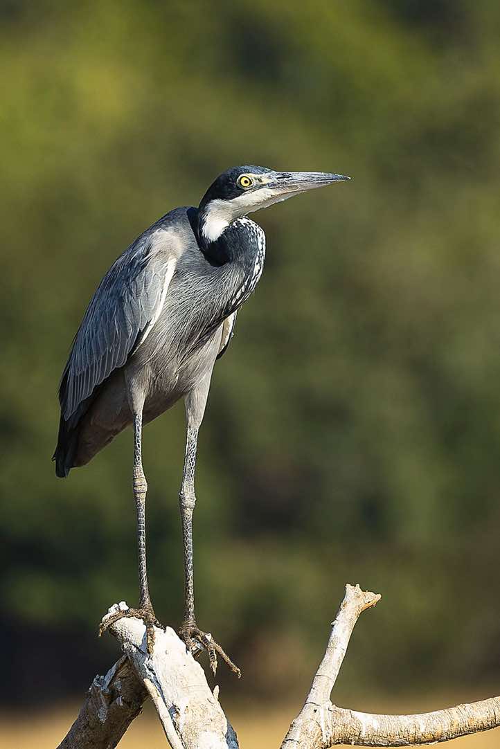 Black-headed Heron (Ardea melanocephala), South Luangwa National Park