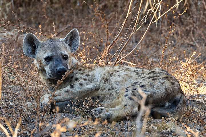 Spotted Hyena (Crocuta crocuta), South Luangwa National Park
