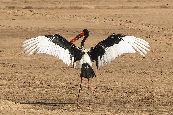 Saddle-billed Stork (Ephippiorhynchus senegalensis) spreading its wings, South Luangwa National Park
