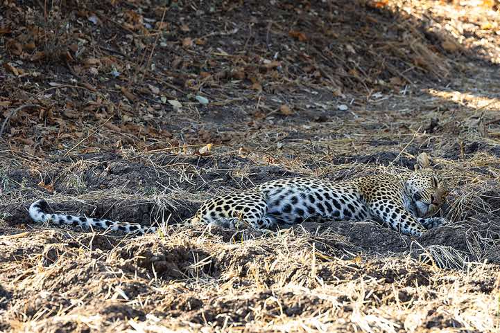 Resting Leopard (Panthera pardus), South Luangwa National Park