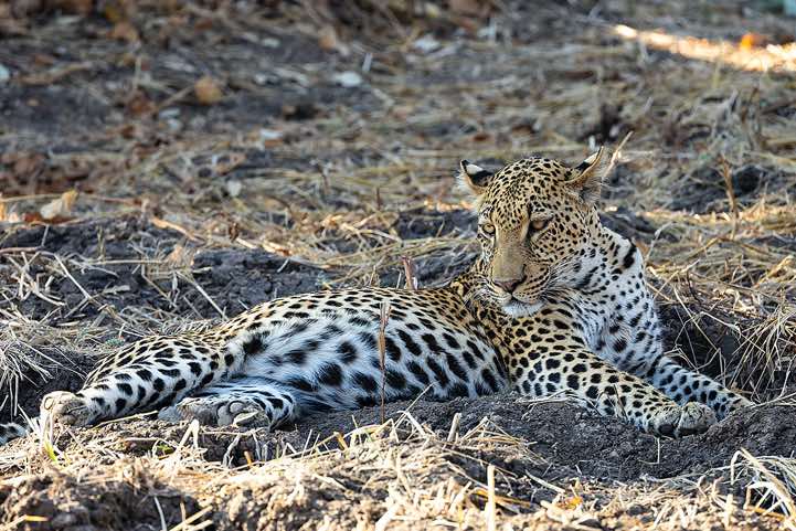 Leopard (Panthera pardus), South Luangwa National Park