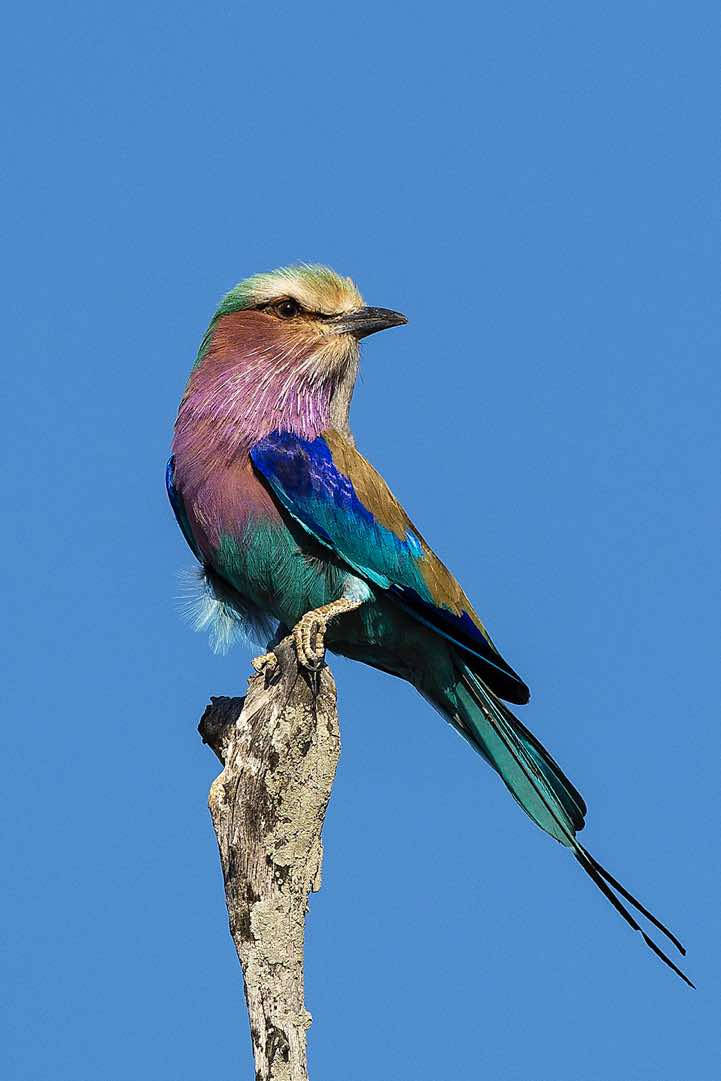 Lilac-breasted Roller (Coracias caudatus), South Luangwa National Park