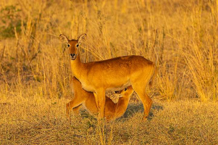 Female Lechwe (Kobus leche) with calf, South Luangwa National Park
