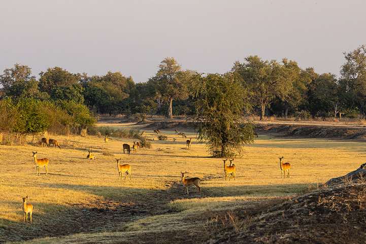 Group of Lechwe (Kobus leche) grazing, South Luangwa National Park