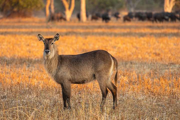 Female Waterbuck (Kobus ellipsiprymnus), South Luangwa National Park