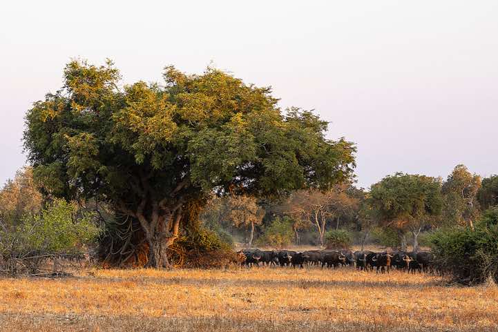 Herd of African Buffalo (Syncerus caffer), South Luangwa National Park