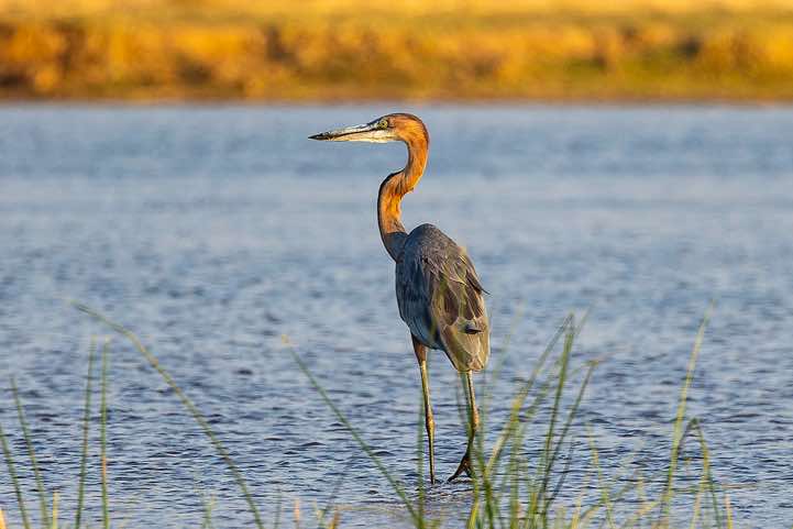 Goliath Heron or Giant Heron (Ardea goliath), Zambezi River, near Lower Zambezi National Park