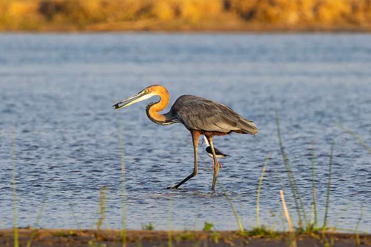 Goliath Heron or Giant Heron (Ardea goliath), Zambezi River, near Lower Zambezi National Park