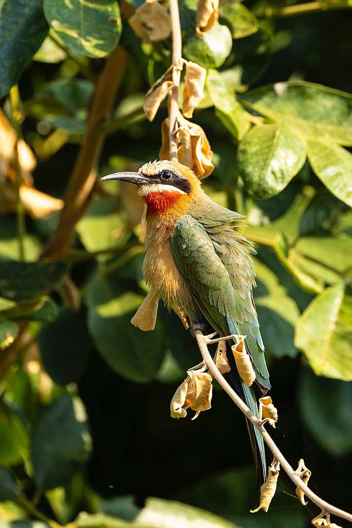 White-fronted Bee-eater (Merops bullockoides), South Luangwa National Park