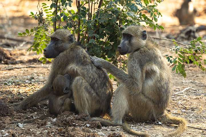 Yellow Baboons (Papio cynocephalus) grooming, Lower Zambezi National Park
