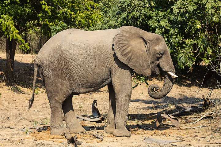 Elephant eating fruits, Lower Zambezi National Park