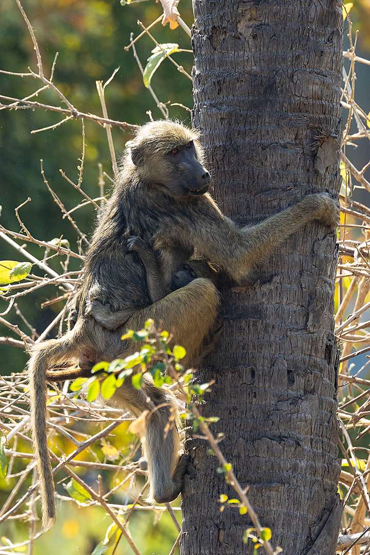 Yellow Baboon (Papio cynocephalus) climbing a tree with its offspring on its back, Lower Zambezi National Park