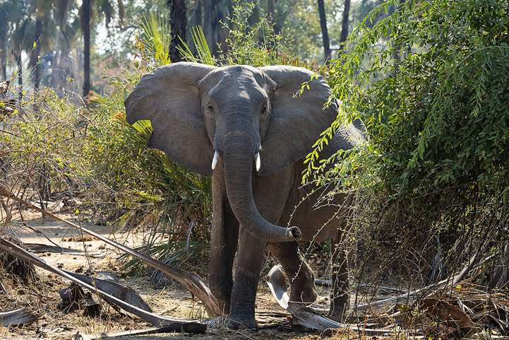 Elephant, South Luangwa National Park
